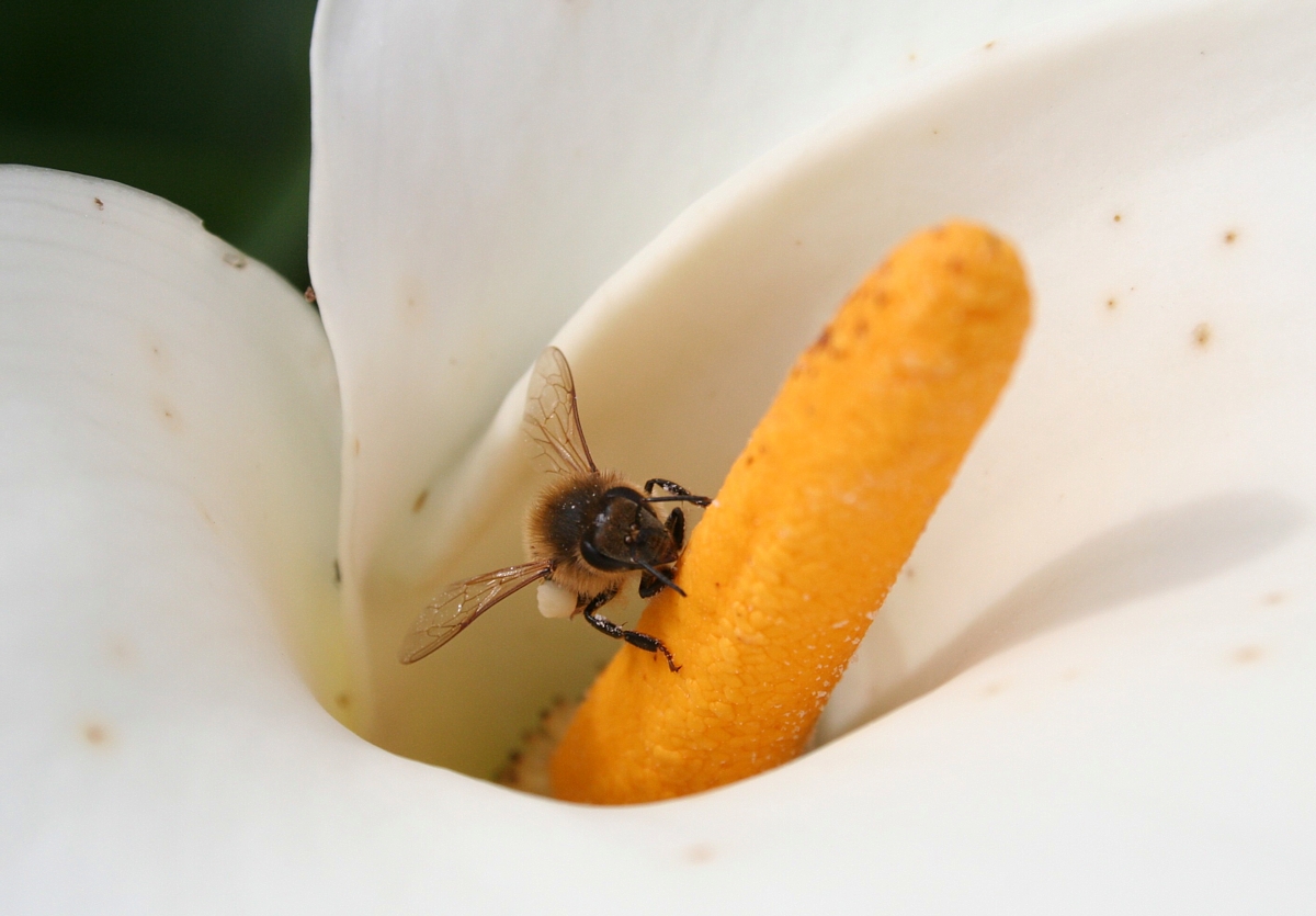 pollen bee pollen bee